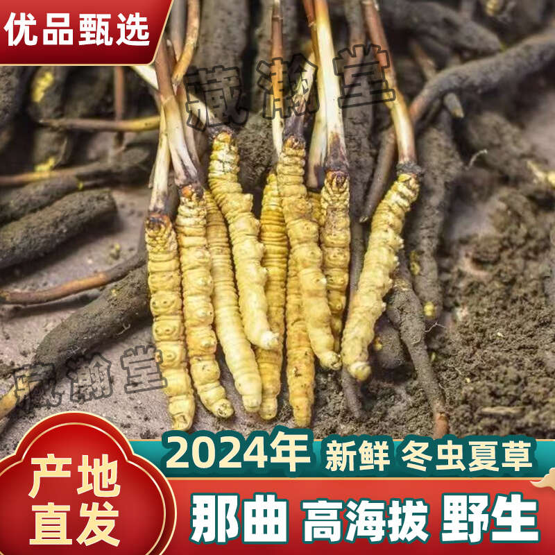 Kaiyun：蟲草的人工種植方式有哪些？(圖1)