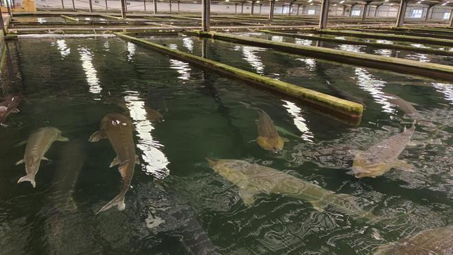 宜昌為何能有一批世界級農(nóng)業(yè)：繁育蟲草養(yǎng)殖鱘魚柑橘魔芋深耕大健康(圖1)