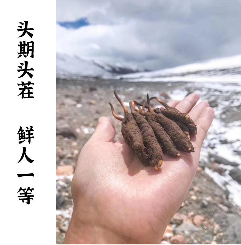 “紫色夢想”綻放雪域高原(圖1)